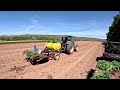 PLANTING THOUSANDS OF VEGETABLE PLANTS ON OUR VEGETABLE FARM