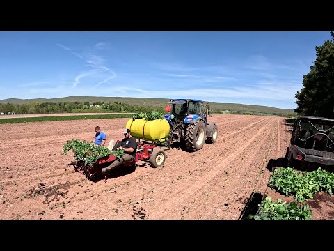 PLANTING THOUSANDS OF VEGETABLE PLANTS ON OUR VEGETABLE FARM