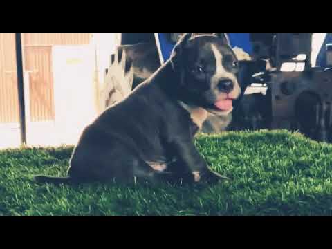 American bully puppy || best dogs videos 2021 || Brar Stud Farm ||
