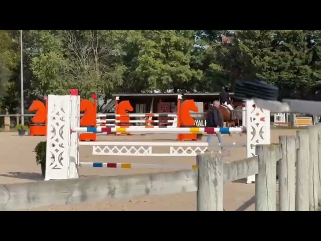 SF, Hongre, 7 ans, 172 cm par Sandro Boy