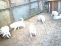 Щенки Белой Швейцарской Овчарки 