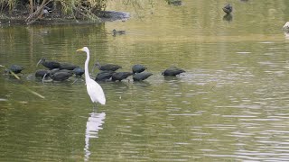 Outdoor Nevada S4 Ep1 Clip | City of Henderson Bird Viewing Preserve