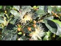 lilly pilly syzygium smithii is now flowering and i’m surprised by one of the ‘pollinators’