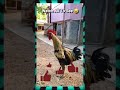 Extreme Rooster Morning Alarm Funny Rooster Rooster Funny Alarm