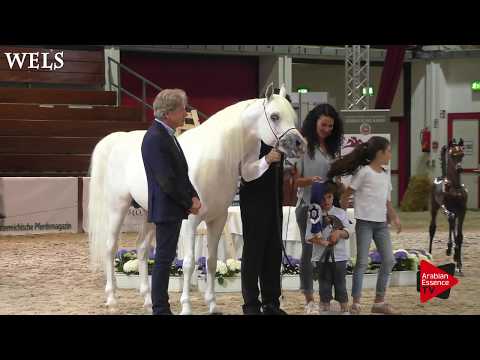 N.85 SAFEER BY SIBILLA - Wels 2018 - International Senior Stallion Championship SILVER
