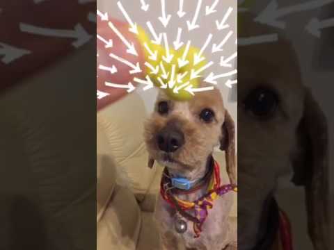 会計学科 愛犬やまとにかじられる！木村勝則滋賀県高島市！