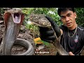 JUMBO BLACK KING COBRA AT MATATAPANG NA COBRA ANG NASAGUPA NI COBRA PRINCE