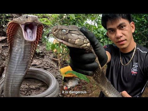 JUMBO BLACK  KING COBRA AT MATATAPANG NA COBRA ANG NASAGUPA NI COBRA PRINCE