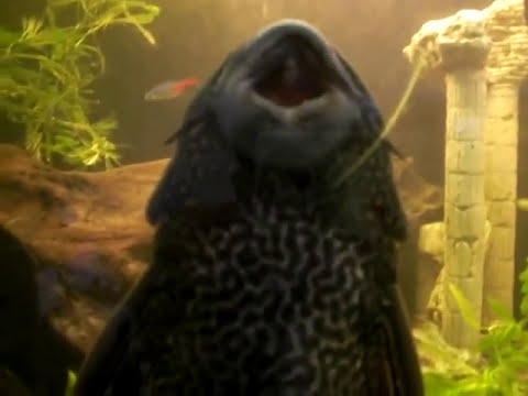 I Don't intend 2 spend X-mess without Saint Etienne