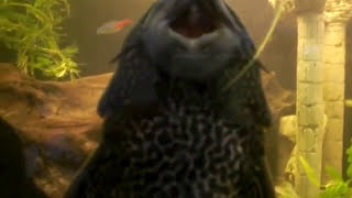 I Don't intend 2 spend X-mess without Saint Etienne