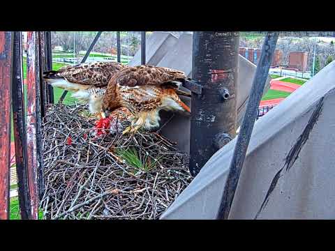 Pigeon Delivery At The Cornell Hawks Nest – April 21, 2020