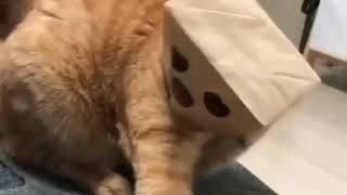 Download lagu story wa lucu _ udah pada ngopi?? mp3