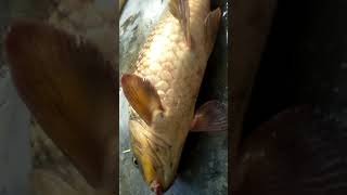 preview picture of video 'Ganga nadi carf fish Deepak kumar'