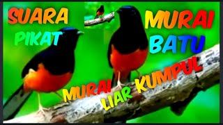 Download lagu SUARA PIKAT MURAI BATU PALING AMPUH TERBARU 2023, Yang Jauh Mendekat  @howtochannel599 mp3