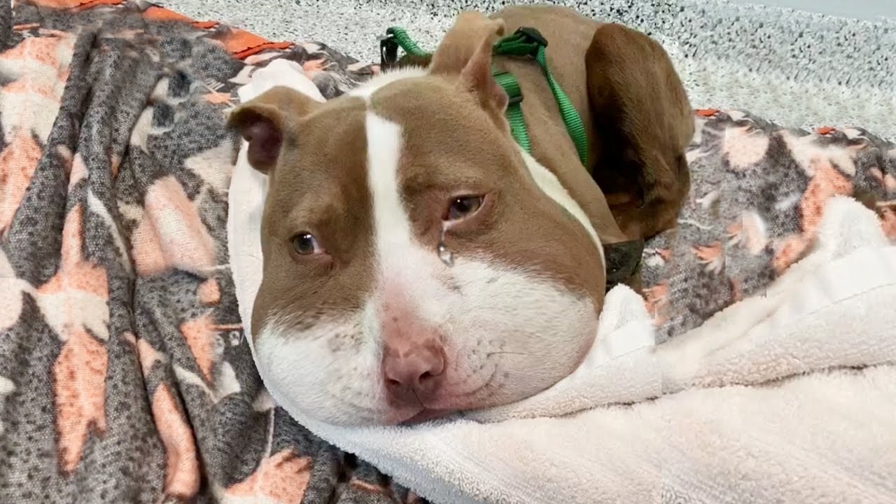 Mika Rescue Story Thumbnail