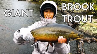 Labrador GIANT Brook Trout