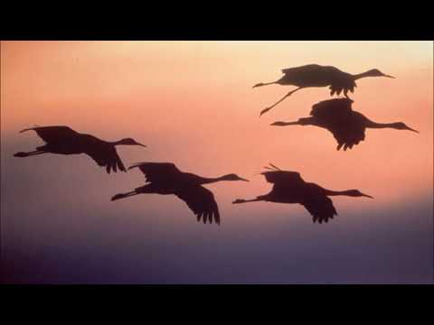 Chinbaa – Narnii bujig | Чинбат - Нарны бүжиг