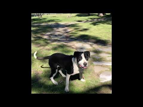 Lola, an adoptable Terrier & Hound Mix in Mountain Center, CA_image-1