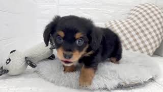 ハーフ犬の動画01