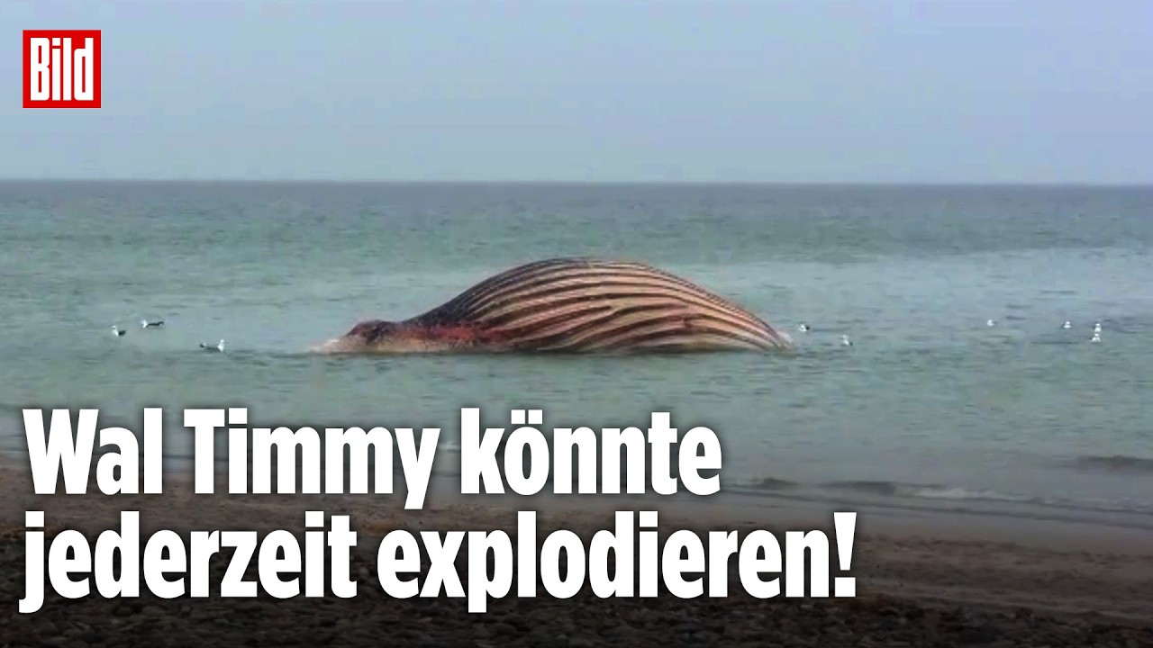 WAL TIMMY: Kadaver bläht sich immer weiter auf – Kommt jetzt die Explosion?