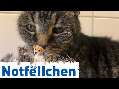 Radio Dresden - Notfellchen Juni