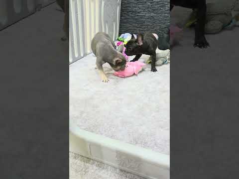 Video 7
