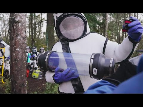 Entomologists vacuum Asian giant hornets out of nest found in Whatcom County music video cover