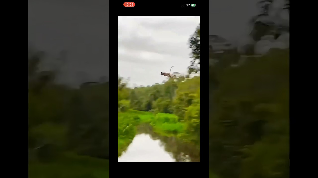 (6) The Amazon 🌴 tropical Rainforest 🌳 that will make you tremble with fear！（让你心惊肉跳的亚马逊热带雨林）