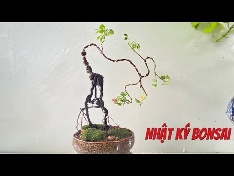 Cây khế bonsai mini.