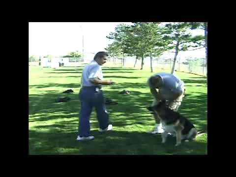 Dimostrazione di cani antidroga non addestrati