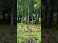Beauty Of Wayanad Wayanad Viraltrend Travelvideo Wildlife Kerala Nature