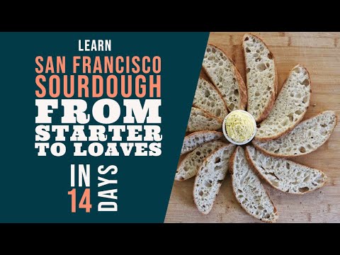 San Francisco Sourdough Bread Series: From Starter to Loaf in 14 Days