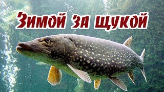 Ловля щуки зимой секреты ловли