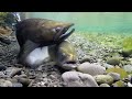 Chinook Salmon Spawning  May 2018 Canterbury - New Zealand