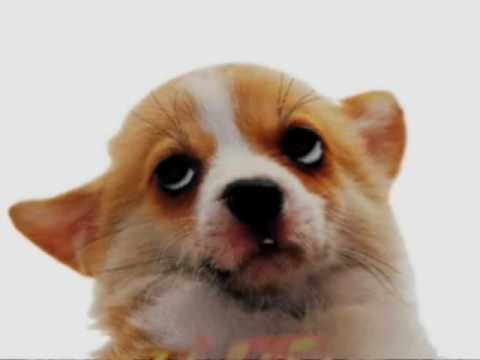Tráiler de puparazzi (2009)
