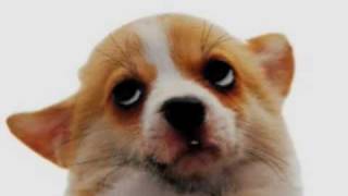 puparazzi