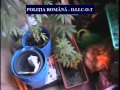 Un bacauan cultiva cannabis in cada 