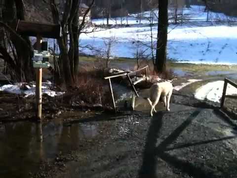 Schwarzbach tritt über Ufer