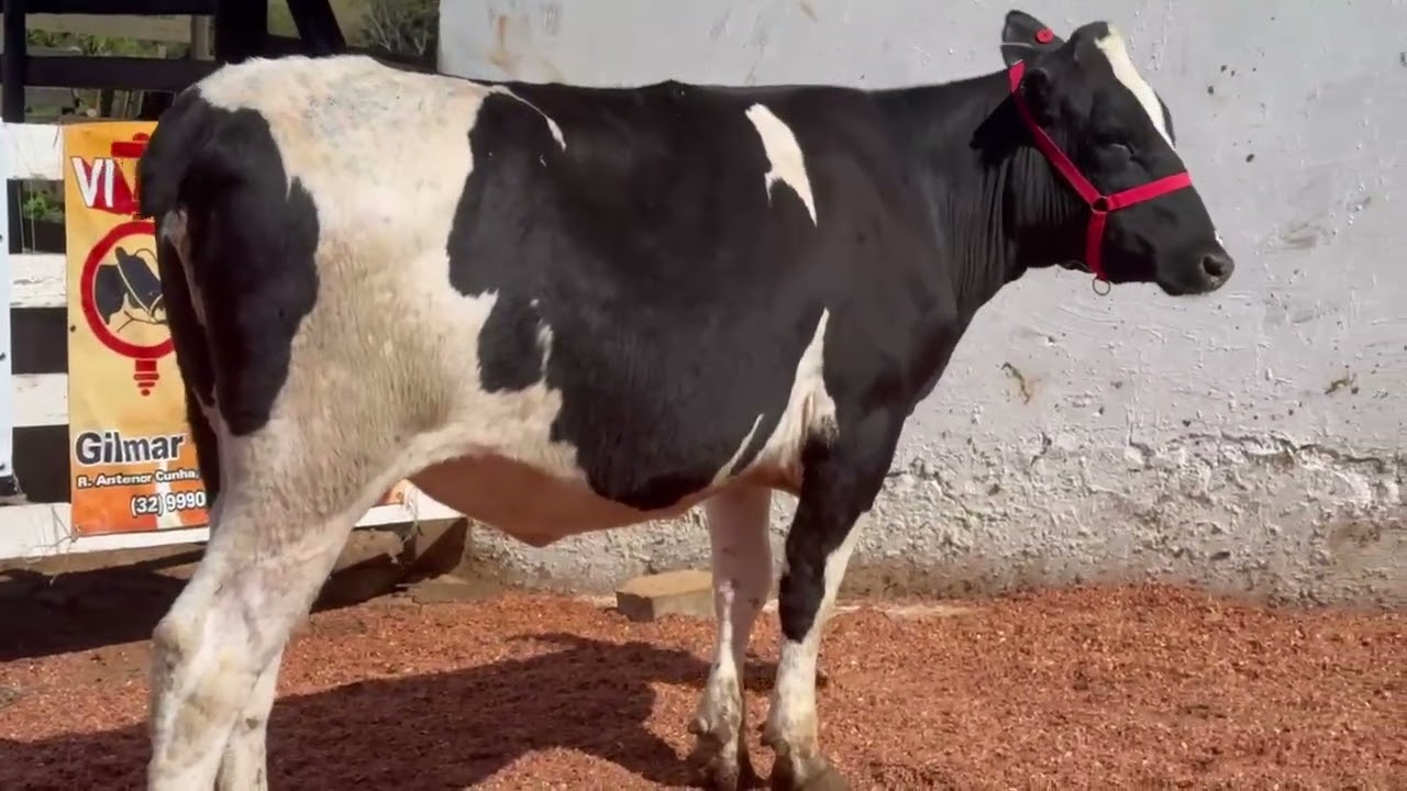LOTE 45 - 01 NOVILHA (GENIOSA) 3/4; BR:095 VM; FILHA DO ALTA NERVE (ALTA GENETICA);   V-5
