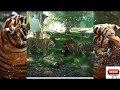 TIGER FIGHT COMPILATION