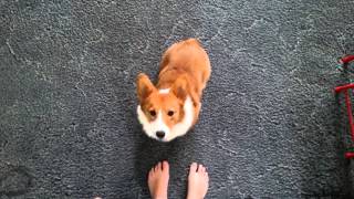 What a cute Corgi