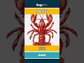 lobster - 龙虾 video thumbnail
