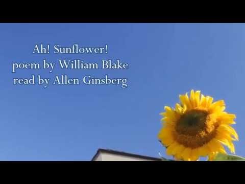 Wm. Blake poem Ah Sunflower read by Allen Ginsberg