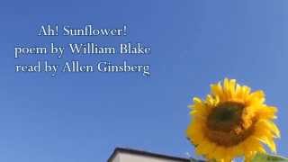 Wm. Blake poem Ah Sunflower read by Allen Ginsberg