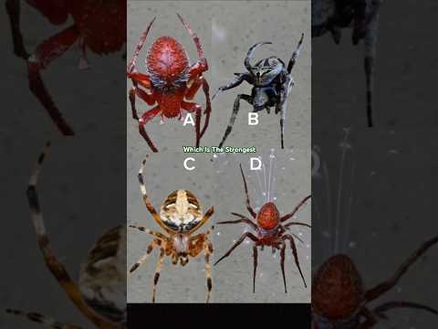 which is the best spider? #gagamba