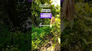 Download lagu Terlambat Sudah - Panbers #shorts #nostalgia #lagu #populer @Radiojaddoels mp3