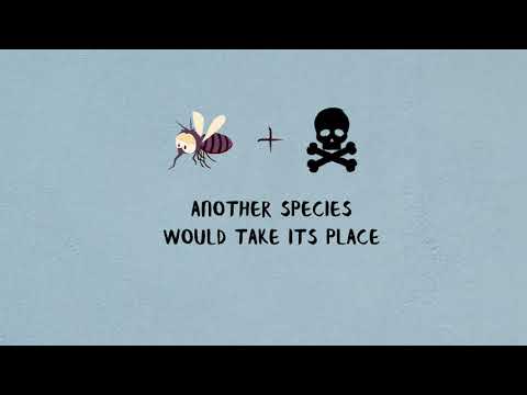 The loathsome, lethal mosquito