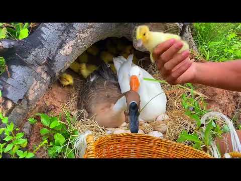 Amazing Pekin Duckling Hatching From Eggs - Nee Baby Duck Born