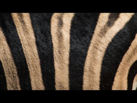 Shina Williams & His African Percussionists - Agboju Logun (Dandara Edit)