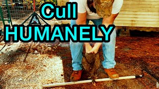 How do you cull a chicken humanely? (full video)